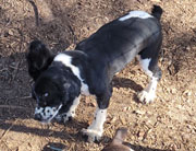 Charlie is a Black and White Parti AKC American Cocker Spaniel