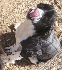 Charlie is a Black and White Parti AKC American Cocker Spaniel