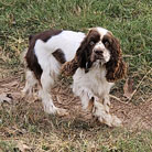 Ellie is a Brown and White Parti AKC Cocker Spaniel