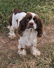 Ellie is a Brown and White Parti AKC Cocker Spaniel