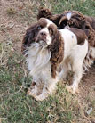 Ellie is a Brown and White Parti AKC Cocker Spaniel
