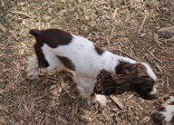 Ellie is a Brown and White Parti AKC Cocker Spaniel