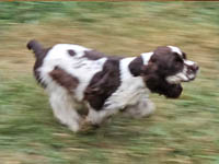 Piper's Charm is a Brown and White Parti AKC American Cocker Spaniel