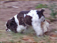 Piper's Charm is a Brown and White Parti AKC American Cocker Spaniel
