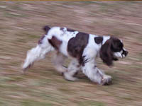 Piper's Charm is a Brown and White Parti AKC American Cocker Spaniel