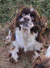 Rhea is a Brown and White Parti AKC American Cocker Spaniel