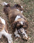 Rhea is a Brown and White Parti AKC American Cocker Spaniel