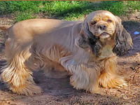 Juno is a Sable AKC American Cocker Spaniel