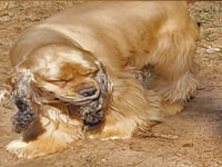 Juno is a Sable AKC American Cocker Spaniel