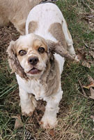 Harley is a Sable and White Parti with Ticking AKC Cocker Spaniel