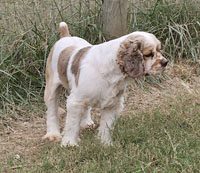 Harley is a Sable and White Parti with Ticking AKC Cocker Spaniel