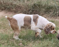 Harley is a Sable and White Parti with Ticking AKC Cocker Spaniel