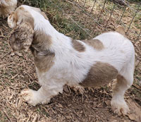 Harley is a Sable and White Parti with Ticking AKC Cocker Spaniel