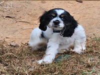 Piper's Charm is a Brown and White Parti AKC American Cocker Spaniel