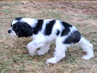 Piper's Charm is a Brown and White Parti AKC American Cocker Spaniel