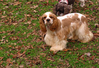 This is Angel a Red White Parti Cocker Spaniel