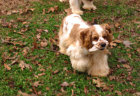 This is Angel a Red White Parti Cocker Spaniel