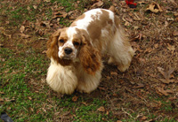 This is Angel a Red White Parti Cocker Spaniel