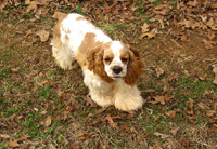 This is Angel a Red White Parti Cocker Spaniel