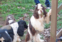 This is Bandit a Brown White Parti with Tan points Cocker Spaniel