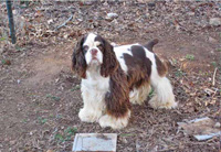 This is Bandit a Brown White Parti with Tan points Cocker Spaniel