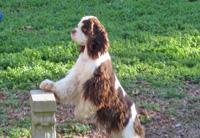 This is Bandit a Brown White Parti with Tan points Cocker Spaniel