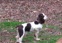 This is Bandit a Brown White Parti with Tan points Cocker Spaniel