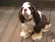 This is Bandit a Brown White Parti with Tan points Cocker Spaniel