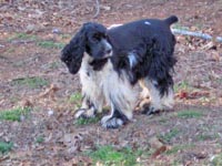 This is Daisy a Black White Parti Ticking Cocker Spaniel