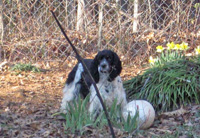 This is Daisy a Black White Parti Ticking Cocker Spaniel