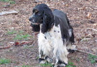 This is Daisy a Black White Parti Ticking Cocker Spaniel