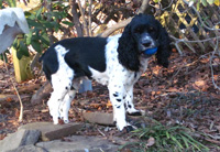 This is Daisy a Black White Parti Ticking Cocker Spaniel