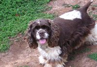 This is Dimple a Brown White Parti Cocker Spaniel