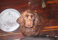 This is Jewel a Brown Cocker Spaniel!