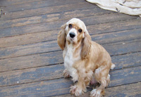 This is Lacey a Buff White Merle Cocker Spaniel