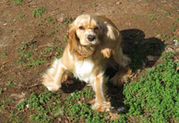 This is Lacey a Buff White Merle Cocker Spaniel