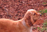 This is Lacey a Buff White Merle Cocker Spaniel