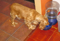 This is Lacey a Buff White Merle Cocker Spaniel