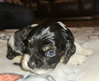 Juno's Black white Tricolor male AKC American Cocker Spaniel Puppy