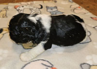 Juno's Black white Tricolor male AKC American Cocker Spaniel Puppy