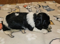 Juno's Black white Tricolor male AKC American Cocker Spaniel Puppy