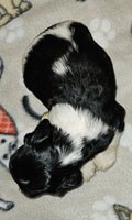 Juno's Black white Tricolor male AKC American Cocker Spaniel Puppy