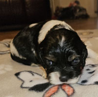 Juno's Black white Tricolor male AKC American Cocker Spaniel Puppy